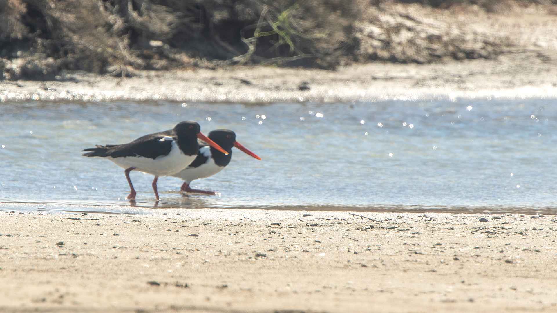 Eurasian Oystercatcher